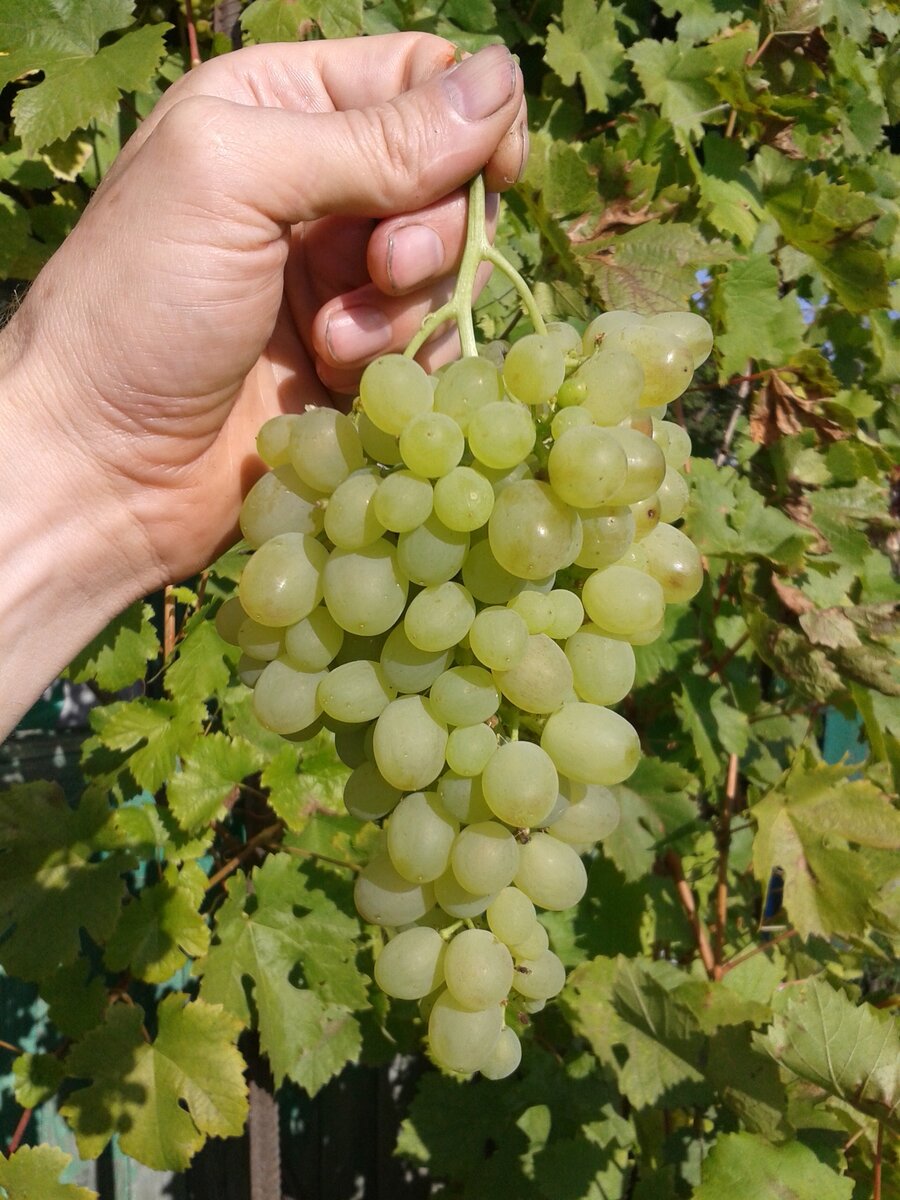 Алёшенькин