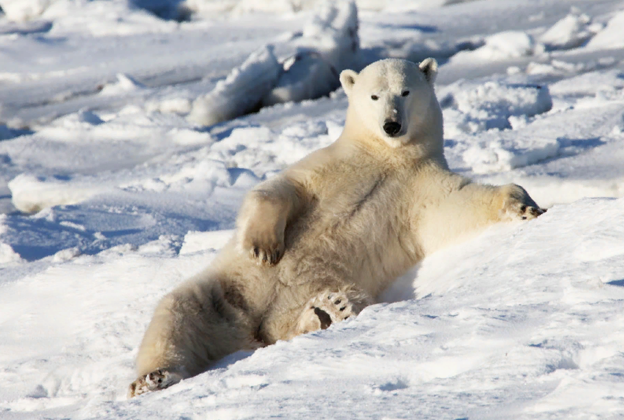 Хозяин Арктики обходится без электричества, а людям хочется комфорта. Скриншот из Яндекс картинок.