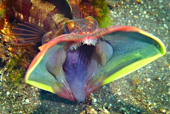Этот устрашающего вида морской хищник (лат. Neoclinus blanchardi) – представитель семейства хенопсиевых, или щучьих морских собачек.