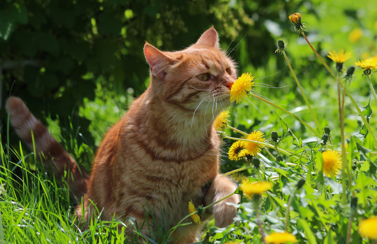 Котик мотик на природе