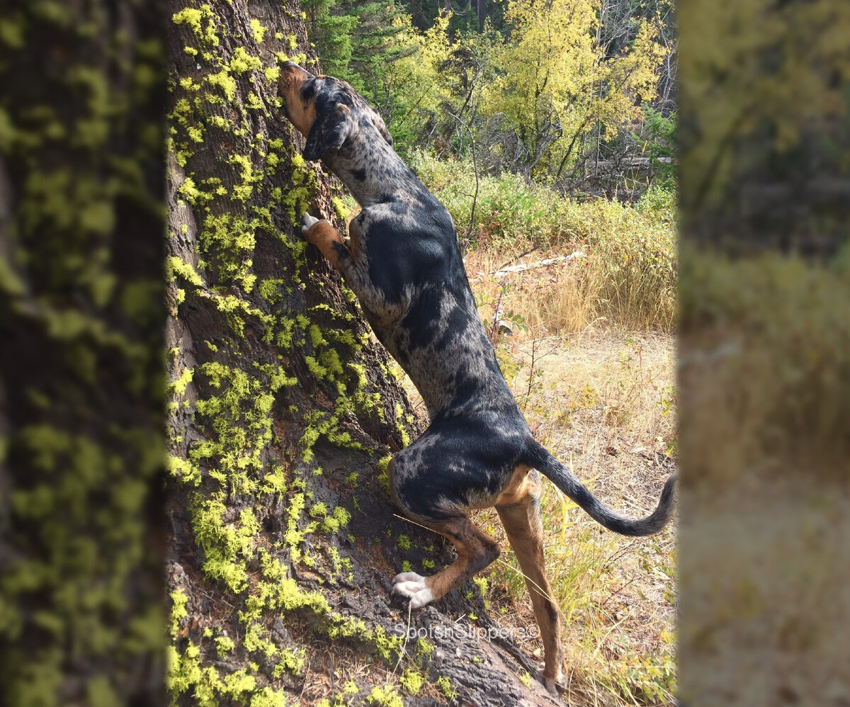 Также собак используют в охоте на «древесную дичь», то есть на живность, что прячется на деревьях. Задача собаки — загнать зверя под выстрел, то есть на дерево и облаивать, указывая охотнику место.