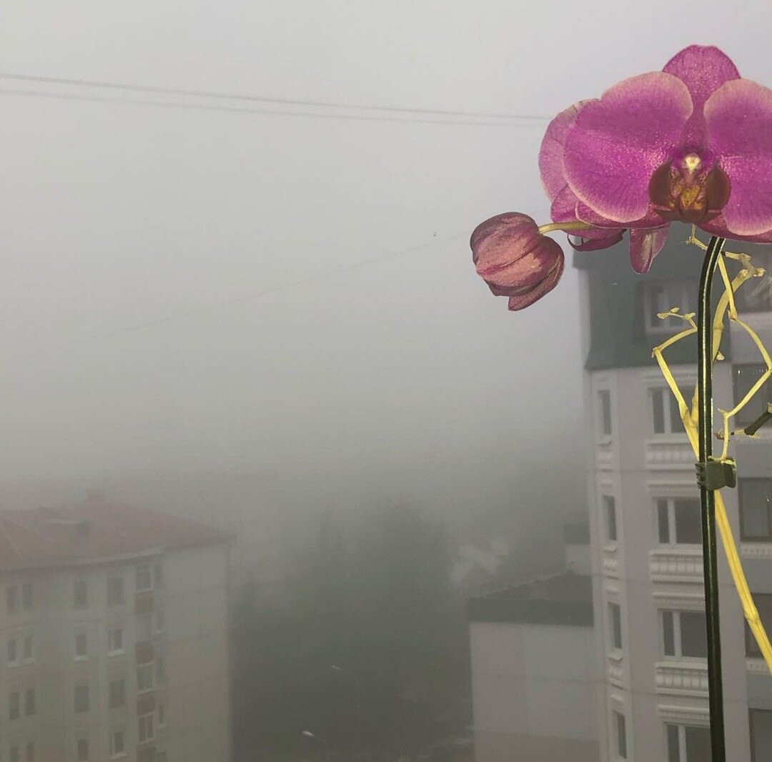 Сегодня в Питере вязкий туман.