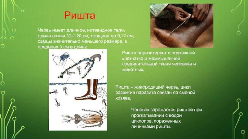 Схема цикла развития ришты