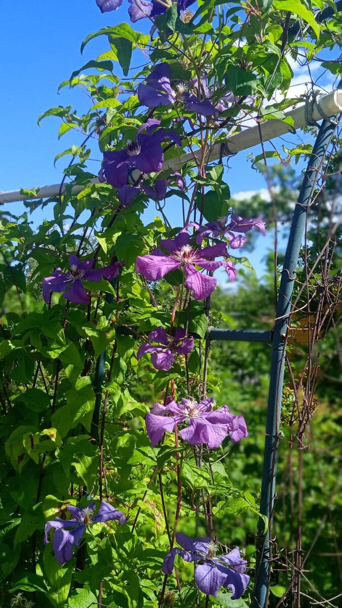 Полный багажник роз