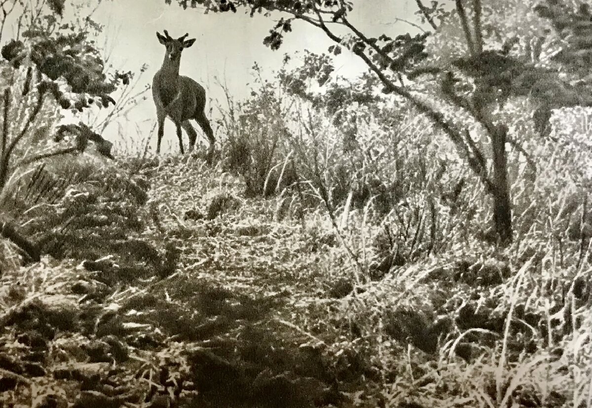 Олень хуа-лу. Фото М.М.Пришвина. Иллюстрация из собрания сочинений М.Пришвина в 6-и тт. - М.:Гос.издательство художественной лит-ры, 1956