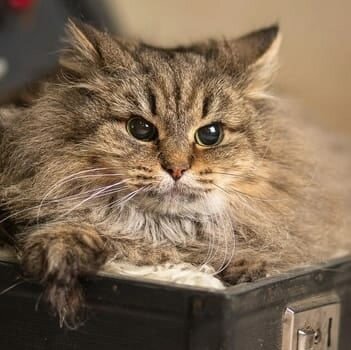 Верба попала в кожуховский приют в мае 2022 г. Ей повезло переехать на передержку до того, как всех кошек перевезли из Кожухово в Малинки. Она здорова и готова стать домашней любимицей 💗🐈 👩‍❤️‍💋‍👨🏡 