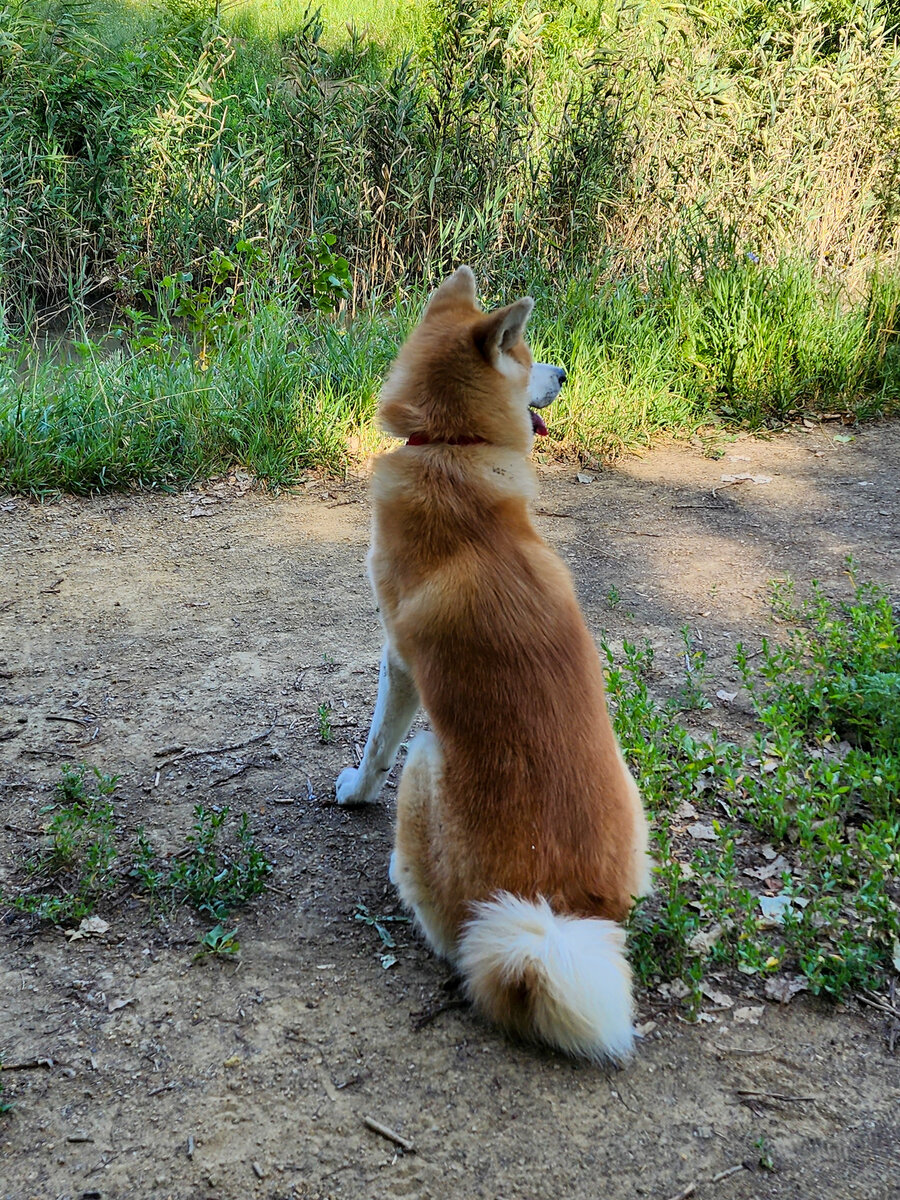 Так гуляют акиты