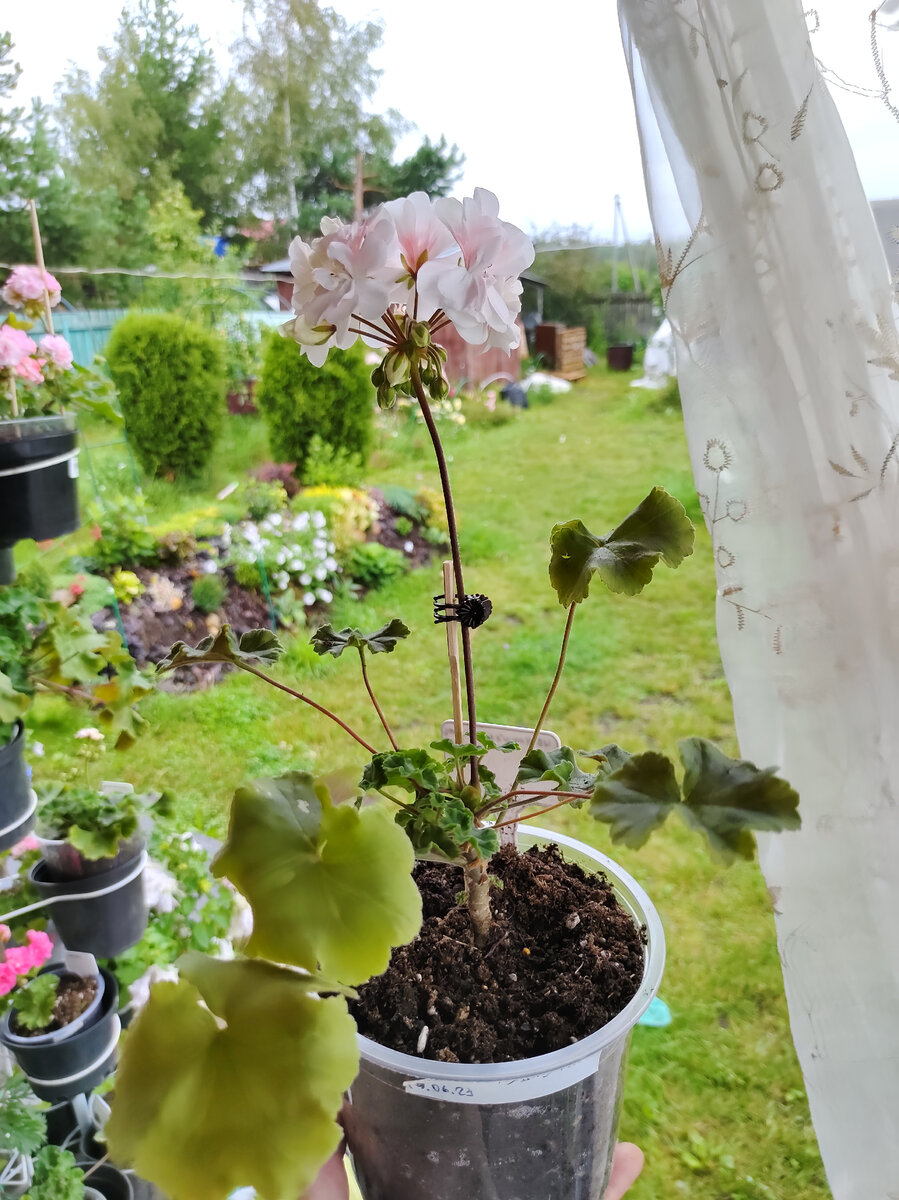 ИВ ненаглядный мой 19.07.2023