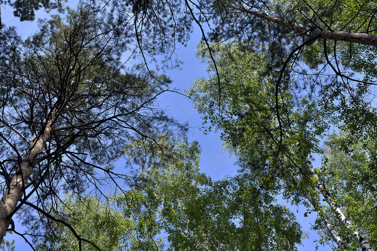 комбинация зеленых деревьев и голубого неба создает сильный контраст, что делает фотографию более заметной и эмоциональной. 