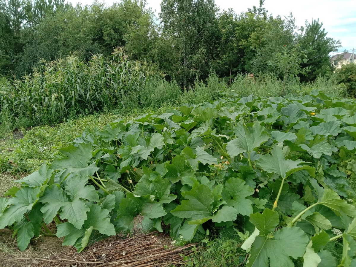 Сплошная зеленая непролазная масса