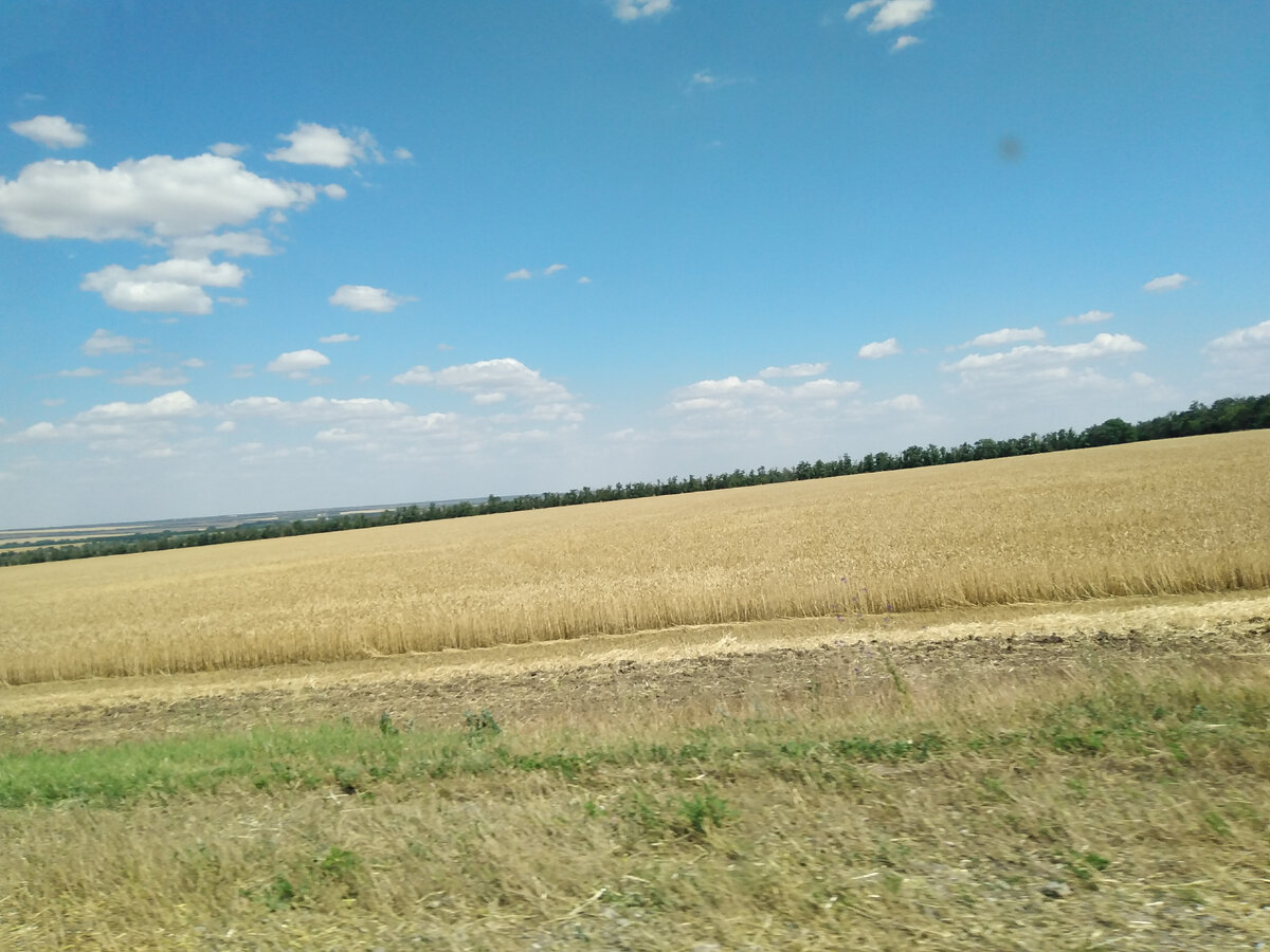 Поле, вдалеке лесополоса