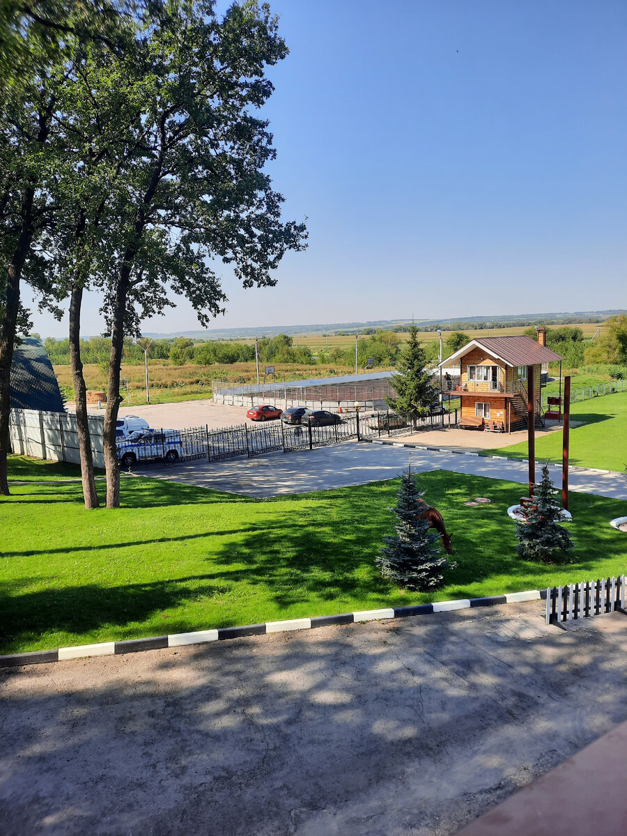 За ёлкой спряталась лошадь🐴