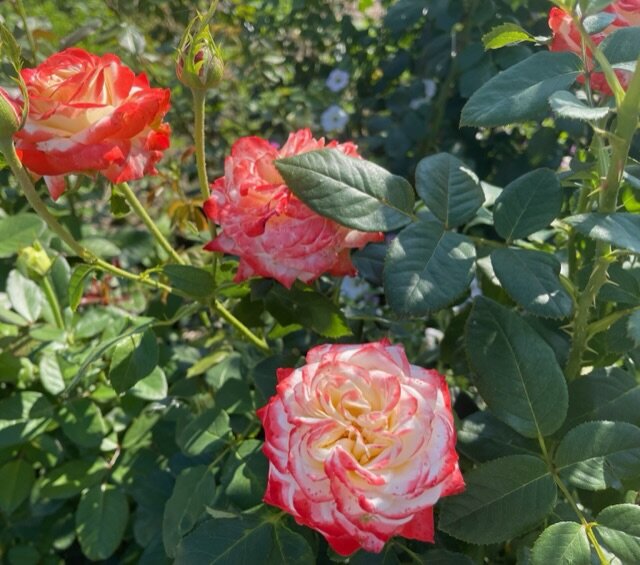 Эта роза незаслуженно редко встречается в наших садах. Зря!!! | Моя ...