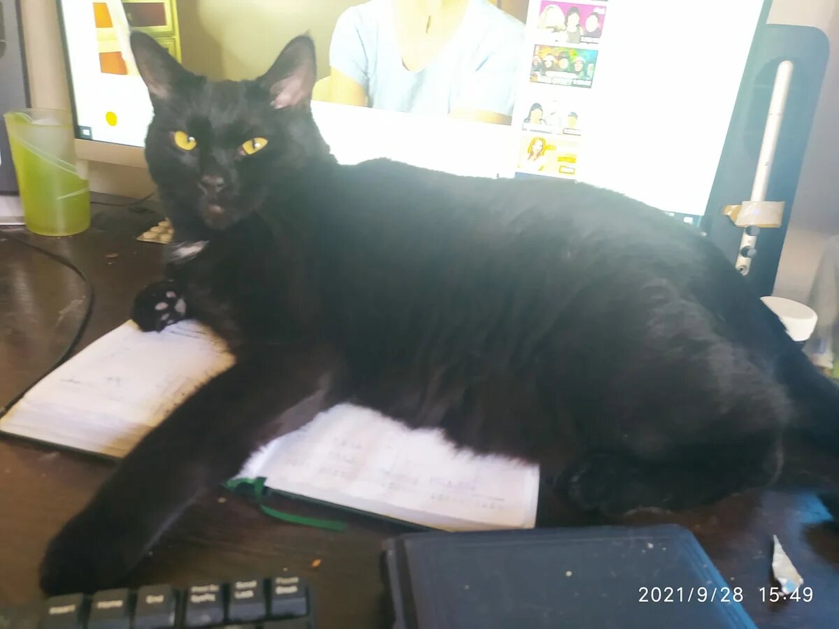 — Какой блокнот? Какие замеры? Какие размеры? Что значит "у меня работа, слезь"? Ничего не знаю, идите нафиг! Где хочу, там и ложусь.