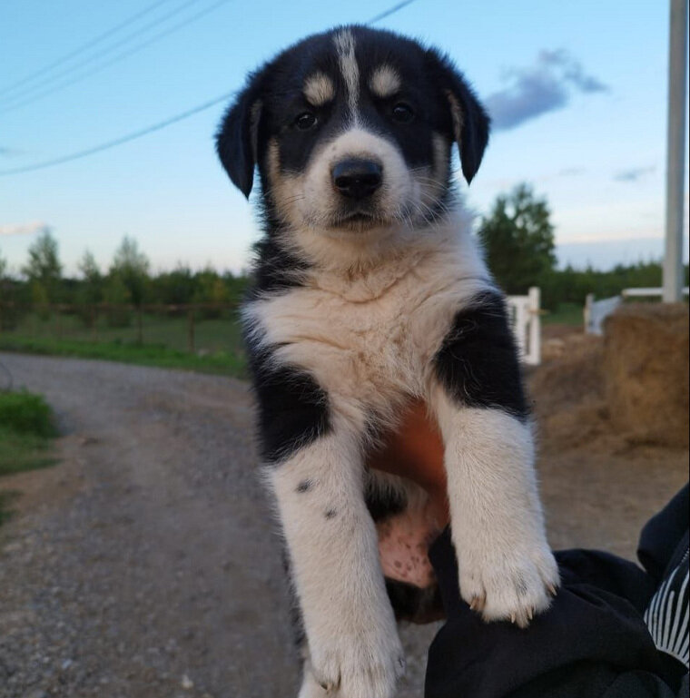    Щенятам полтора месяца от роду