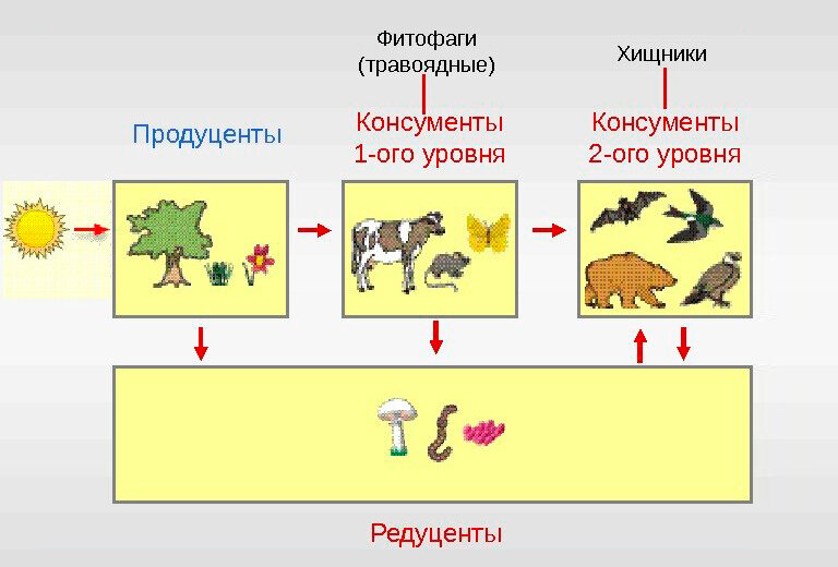 Дополни схему взаимодействия растительного и животного мира растения травоядные животные