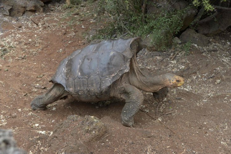 Эта черепаха по имени Диего действительно спасла свой род. Диего является отцом более 800 черепашек.-2