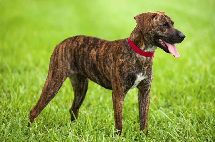 Чем больше лайков и подписок, тем длиннее язык! 😜 😝 