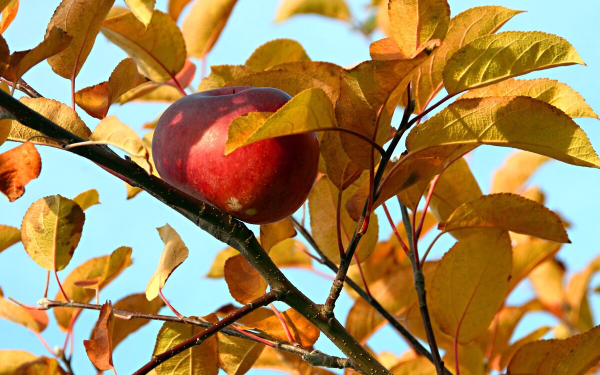 http://freewallpapers4desktop.com/wallpapers/autumn_apple-1920x1200.jpg