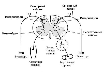 Схема прохождения сигнала по рефлекторной дуге