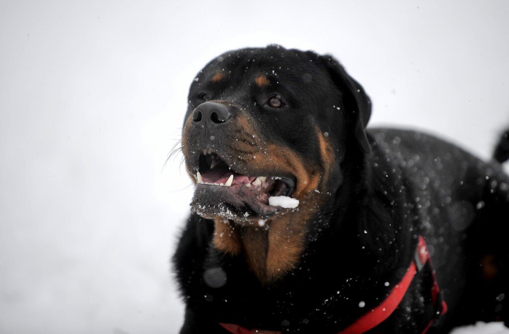 
Это массивная и сильная собака, которая нападает не только на других собак, но и на человека. У этой породы особо опасный укус. Агрессивное поведение животного может быть связано с плохой дрессировкой или ее отсутствием. Поэтому, если вы решили завести такого питомца, обязательно обратитесь за помощью к кинологу.