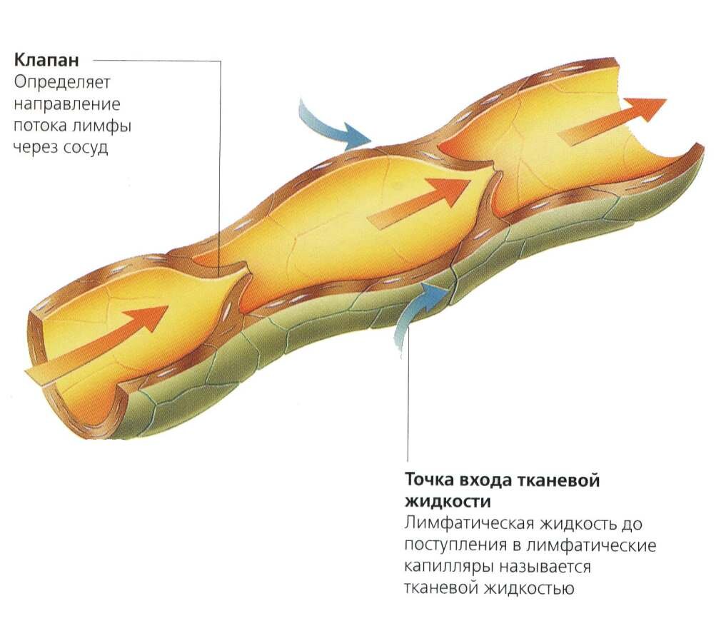 Сходство лимфатических сосудов и вен. Строение лимфатических сосудов. Лимфатические сосуды. Лимфангион строение анатомия. Строение лимфатического сосуда рисунок.