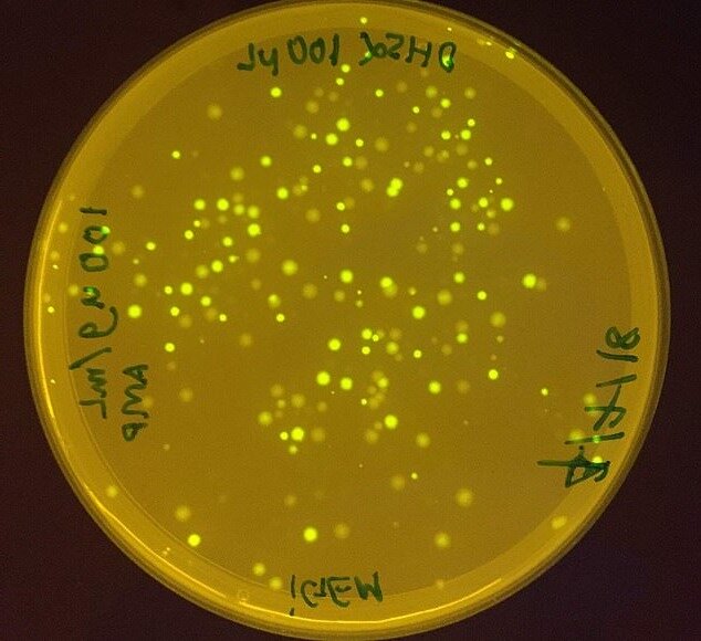 Перхлорат под микроскопом