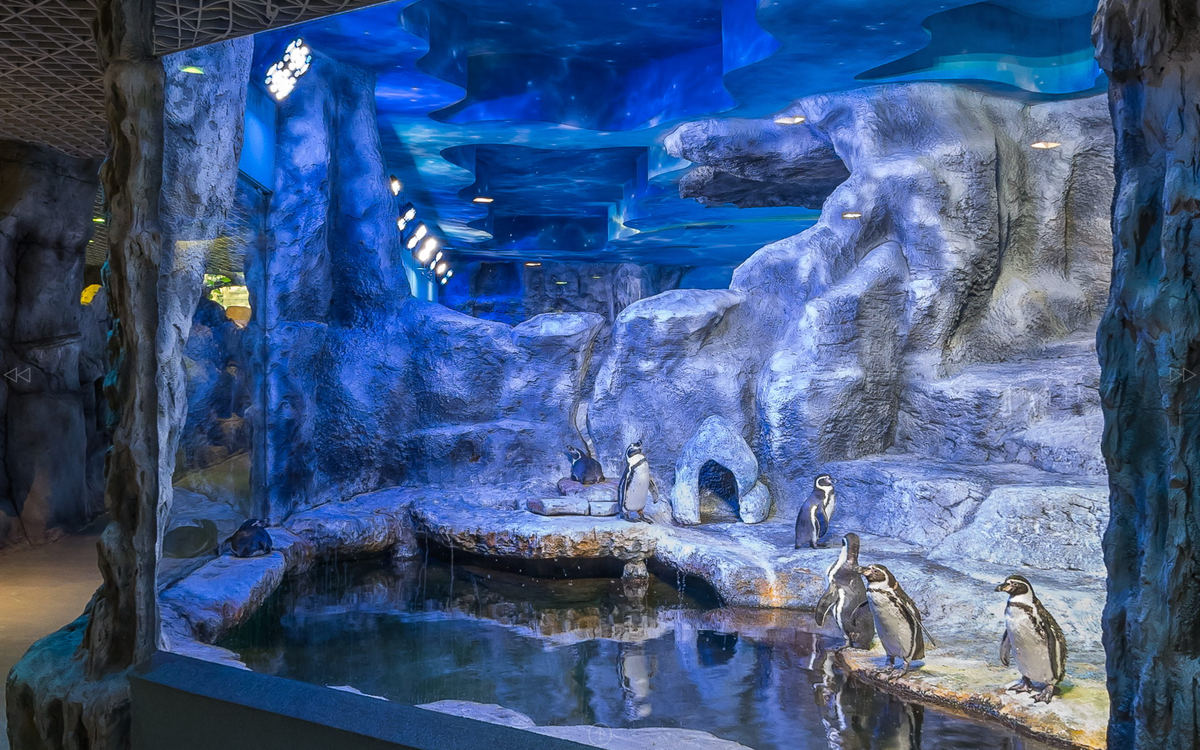 Здесь обитают пингвины)) 