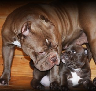 Яндекс.ДиректПитомник Американских Булли TARUSУзнать большеbully.land