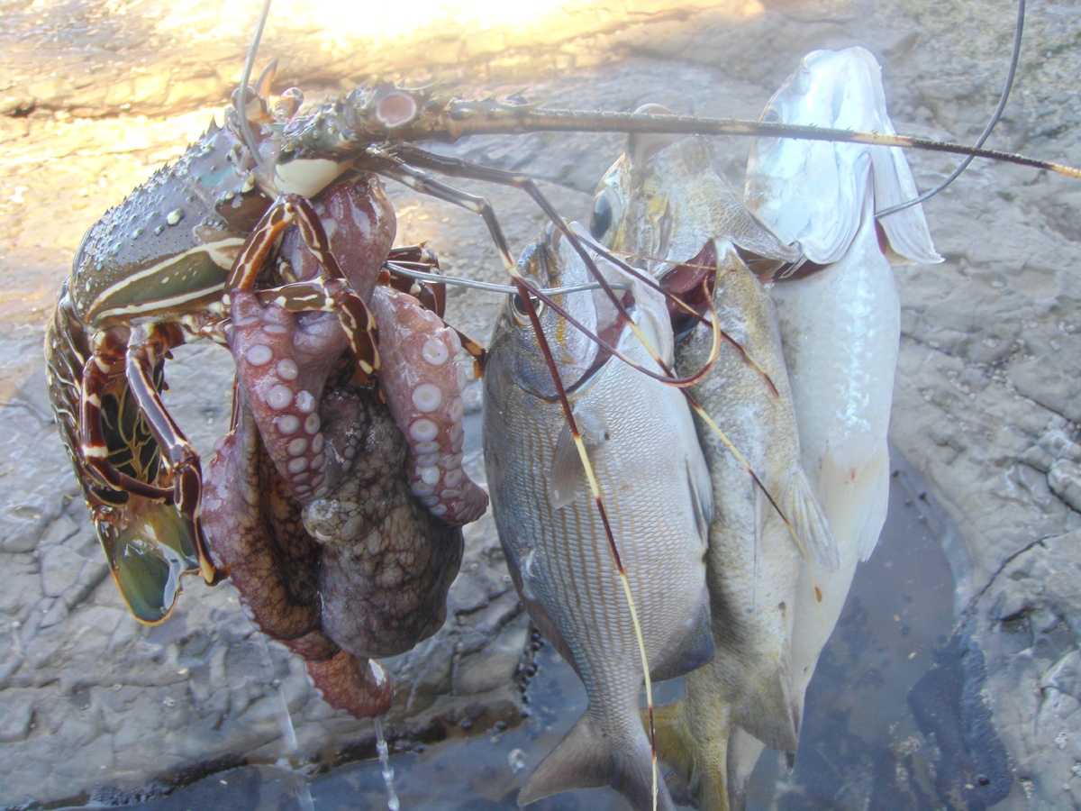 Очередной улов подводной охоты (лангуст, осьминог, рыба с белым мясом и типа селедки)