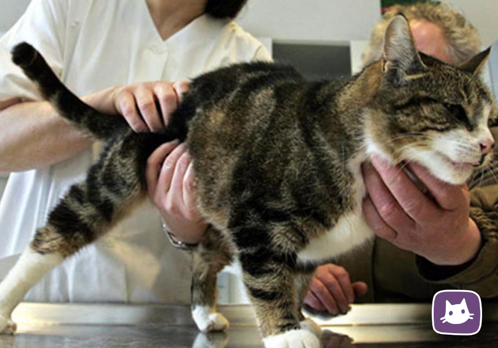 Вазелиновое масло при запорах у кошек: инструкция по применению