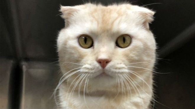 Кошка, которую никто не хочет / Taipei city government animal protection office