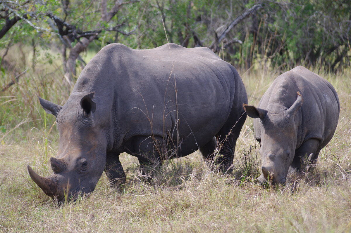Северные носороги сколько осталось. Камерунский черный носорог. Камерунский черный носорог вымерший. Западно-Африканский черный носорог. Африканский белый носорог.