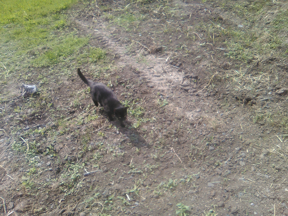 Тенька возвращается с охоты и несет в зубах мышку