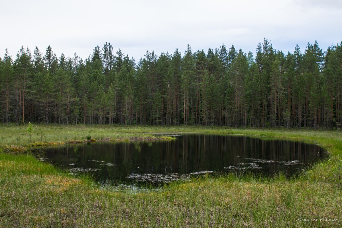 Ламбушки карелии фото