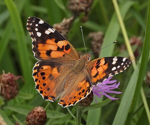 Бабочка репейница