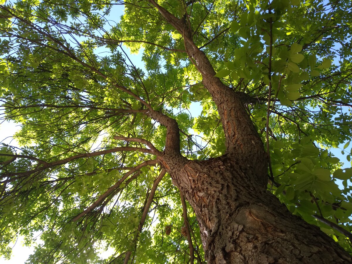 зацените, какое дерево! спааааакоооойное такое...эх...