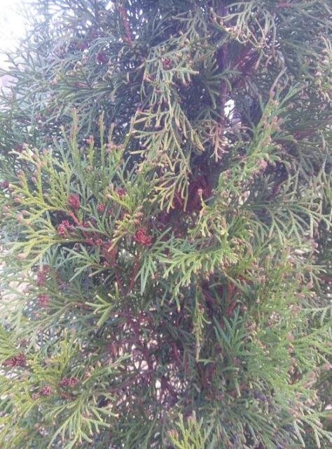 Так туя цветет.