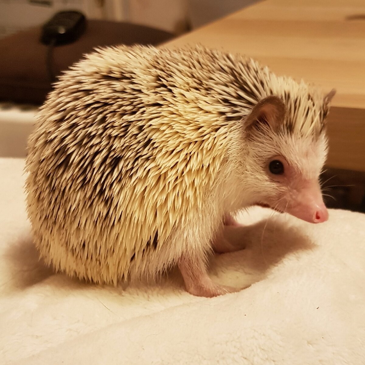 Hedgehog