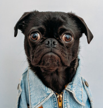 Многие думают, что профессия грумера легка и интересна. Ведь за целый день столько милых и забавных зверушек проходят через руки мастера. Но, давайте посмотрим правде в глаза, собаки и кошки потенциально опасны, особенно когда вы остаетесь наедине с ними. Так что это не должно быть большим сюрпризом, что Вы, как грумер, должны практиковать максимальную осторожность, когда вы подстригаете домашнее животное, а хозяин сидит в комнате ожидания. 