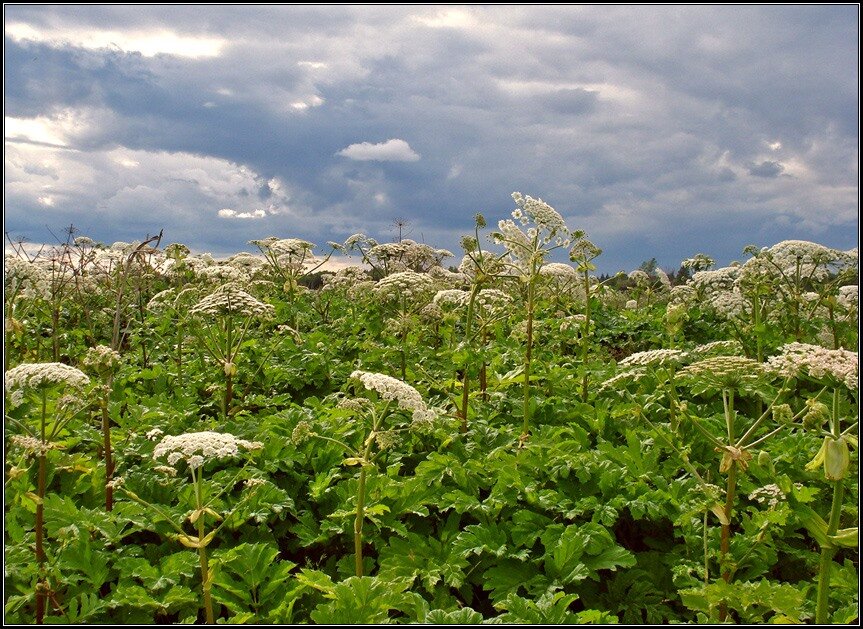 Борщевик сосновского много. Борщевик сосновского ядовитое растение. Борщевик сосновского плод. Плантация борщевика. Зарастает борщевиком.