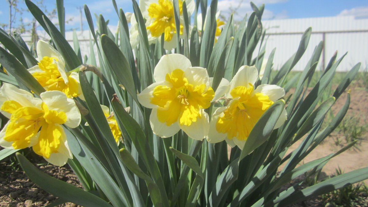 Крупнокорончатые нарциссы