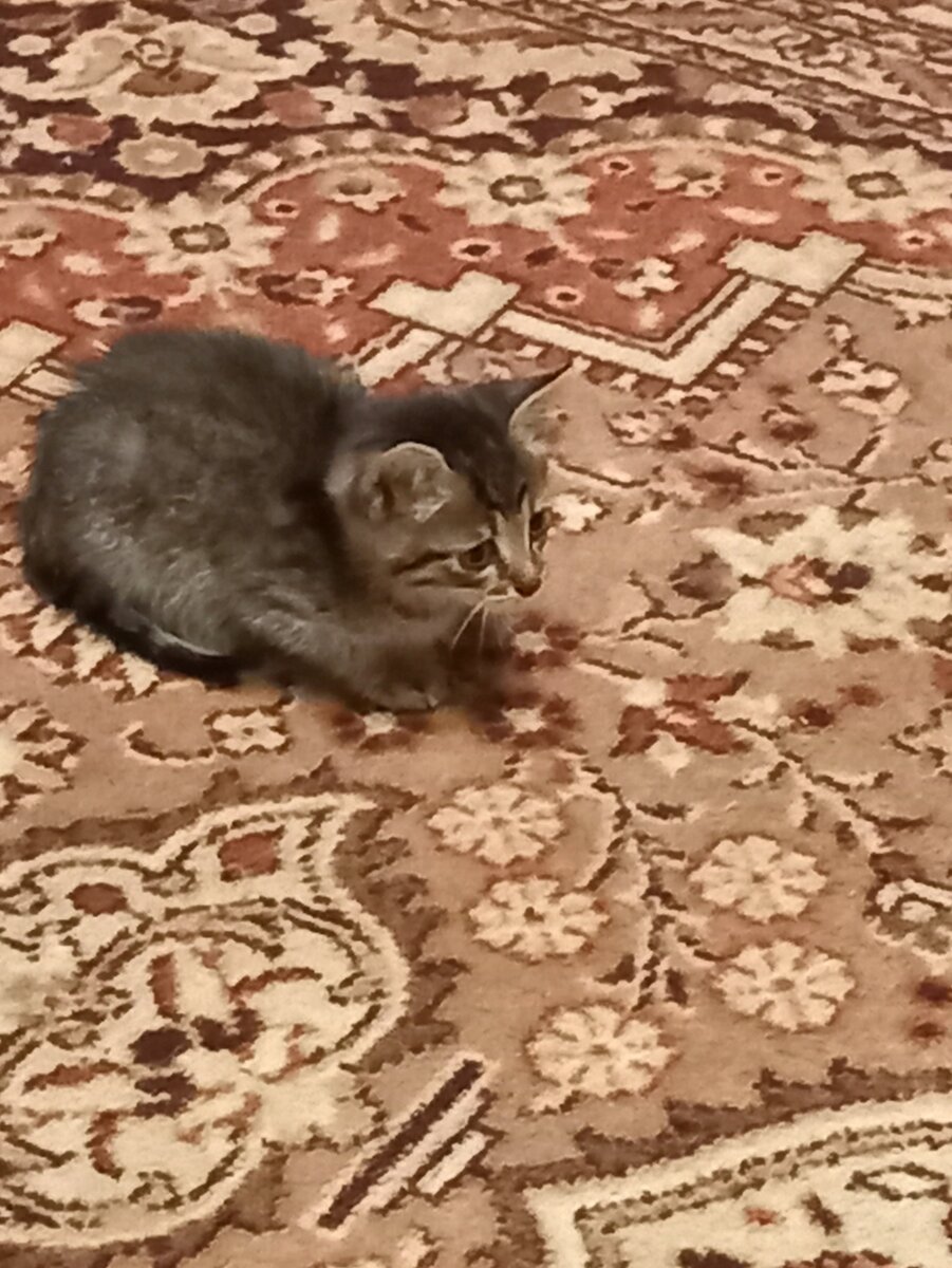 Вот такой он был. Если полистать, то можно еще фото посмотреть.