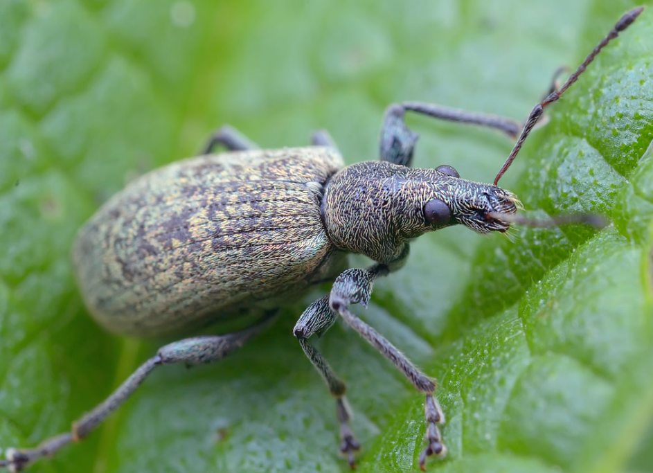 "Кинмикс" - один из лучших инсектицидов. 