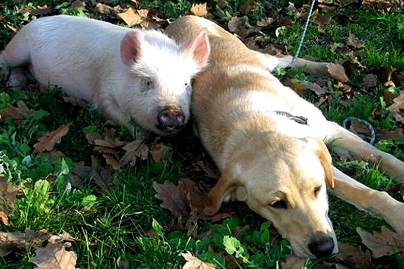 Собака свинья год. Собака свинья. Свинья и пес. Пес поросенок.