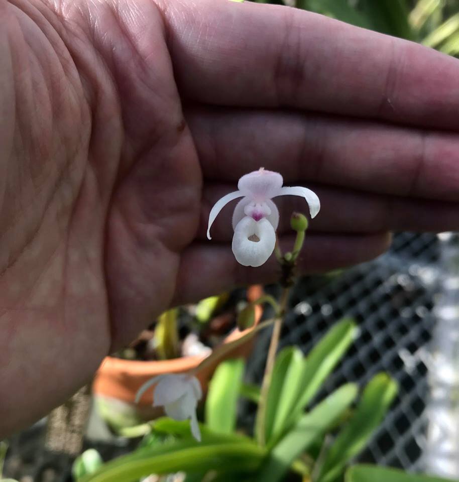 Mexipedium xerophyticum