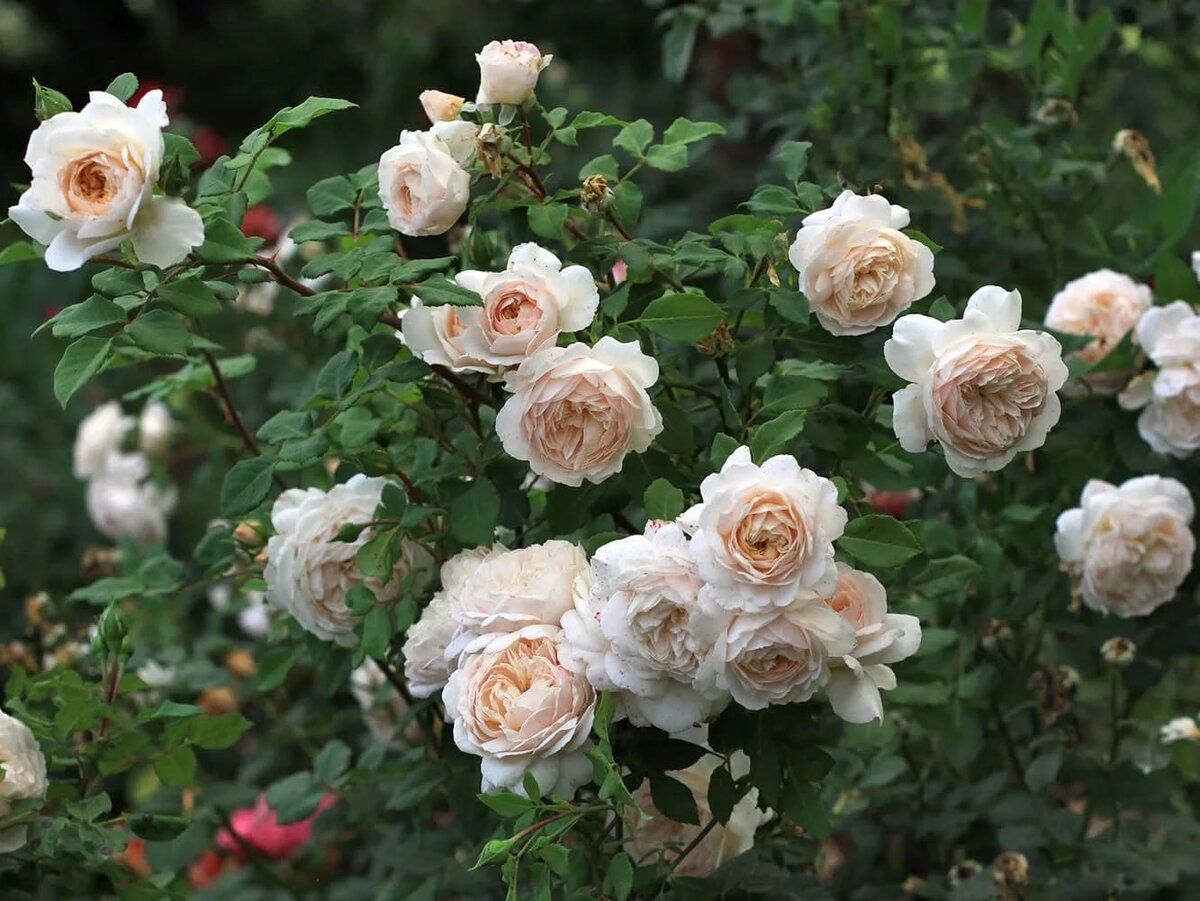 Роза Парковая Крокус Роуз