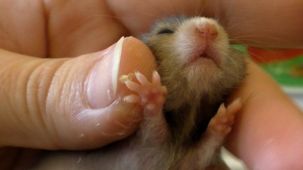 14 дней как я родился