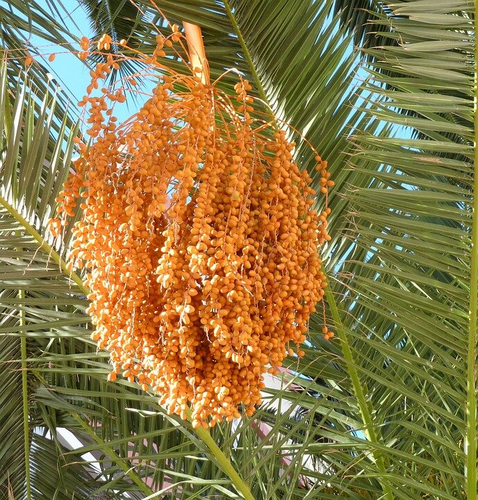 финиковая пальма это двудомное растение