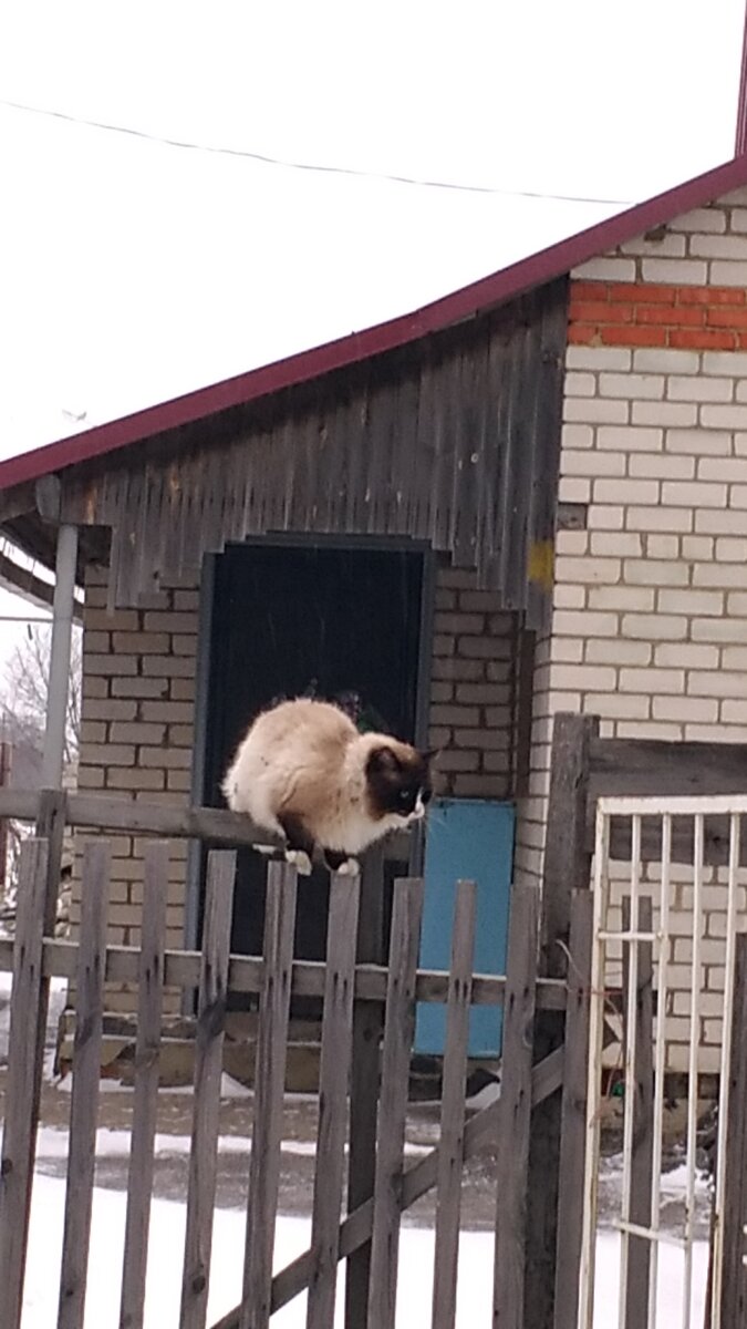 Кота на улицу и аля - лю -лю